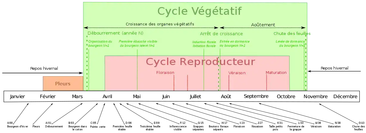 Stades phénologiques, cycles végétatif et reproducteur de la vigne dans l'hémisphère nord.