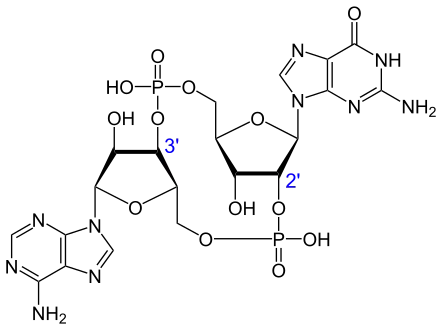 Structure du GMP-AMP cyclique.