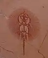 Cyclobatis major, Cénomanien, fossile découvert à Hakel (Liban)