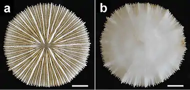 Cycloseris boschmai