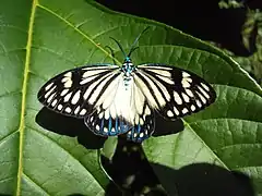 ChalcosiinaeCyclosia papilionaris