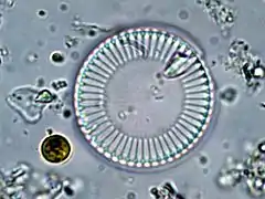 Cyclotella meneghiniana (Diatomeae)