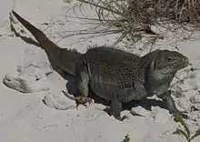 Iguane marchant sur du sable blanc, la tête dressée.