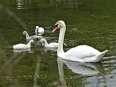 Famille de cygnes tuberculés aux tourbières de Vendoire.