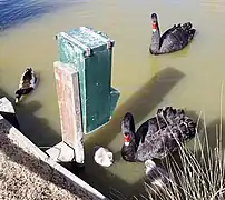 Cygnes noir, Parc de la Prade.