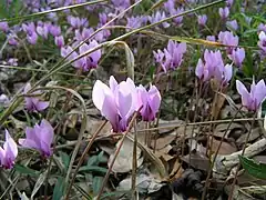 Groupe deCyclamen hederifolium.