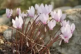 Cyclamen hederifolium subsp. africanum.