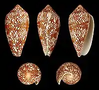 Conus textile