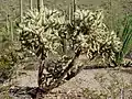 Cylindropuntia fulgida en pieds