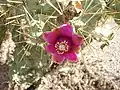 fleur de Cylindropuntia fulgida