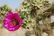 Cactus rustique