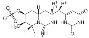 Structure moléculaire générale des cylindrospermopsines (Ce n’est pas une neurotoxine, mais plutôt une cytotoxine)