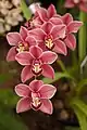 Cymbidium Clarisse Austin 'Best Pink'