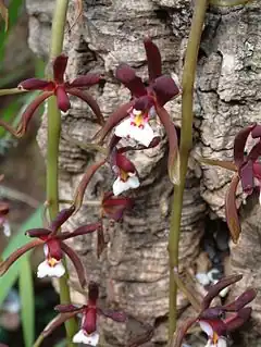 Description de l'image Cymbidium atropurpurea (2944479728).jpg.