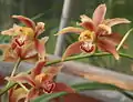 Cymbidium iridioides