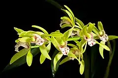 Description de l'image Cymbidium tigrinum - Assam (Nagaland) to China (W. Yunnan) 2202 20220429 120915.jpg.