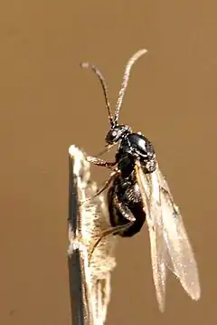 Cynips quercusfolii, une guêpe à galle