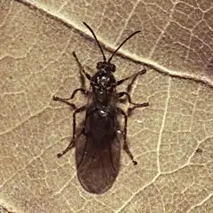 un Cynips quercusfolii adulte, posé sur la face inférieure d'une feuille de chêne