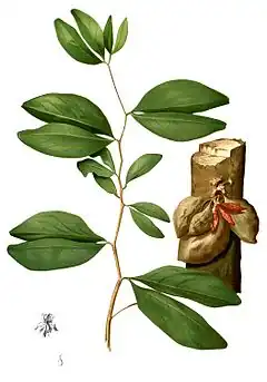 Description de l'image Cynometra cauliflora Blanco1.213-cropped.jpg.