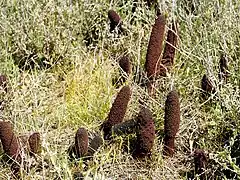 Cynomorium coccineum in situ (Sardaigne)