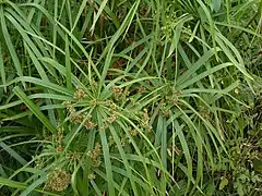 Description de l'image Cyperus alternifolius.jpg.