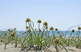 Cyperus capitatus, (Cyperaceae).