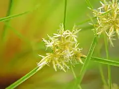 Inflorescence : épi d'épillets