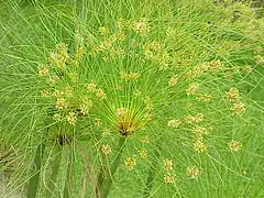 Ombelle avec inflorescences fonctionnelles