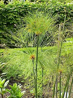 Le Cyperus papyrus était utilisé comme matériau d'écriture, pour la fabrication de bateaux, et même consommé.