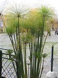 Une touffe plantée en ornement (Équateur)