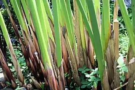 Base d'une touffe de spécimen cultivé avec les anciennes feuilles brunes