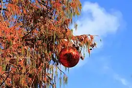 Cyprès chauve de la place Wilson en période de Noël.