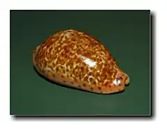 Description de l'image Cypraea annettae - Nicaragua.JPG.