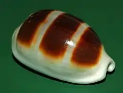 Palmadusta asellus.