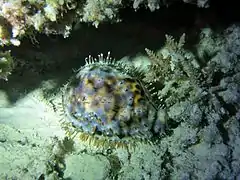 Une porcelaine tigre (Cypraea tigris).