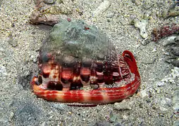Le casque rouge (Cypraecassis rufa) se nourrit d'oursins dans les récifs de corail tropicaux.