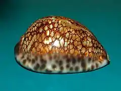 Mauritia maculifera