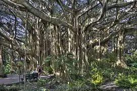 La section Cypress Gardens