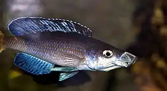 Cyprichromis leptosoma "kitumba" - forme bleue