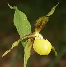 Une fleur jaune en forme de sabot