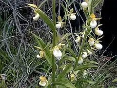 Description de l'image Cypripedium californicum1.jpg.