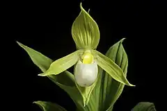 Description de l'image Cypripedium cordigerum D.Don, Prodr. Fl. Nepal. 37 (1825) (49970314532).jpg.