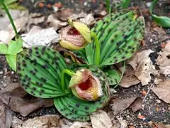 Description de l'image Cypripedium fargesii Orchi 294142.jpg.