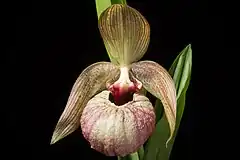 Description de l'image Cypripedium franchetii '-190201' Rolfe, Orchid Rev. 20 358 (1912) (40696229773).jpg.