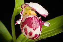 Description de l'image Cypripedium guttatum Sw., Kongl. Vetensk. Acad. Nya Handl. 21 251 (1800) (32829941487).jpg.