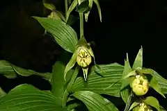 Description de l'image Cypripedium henryi.jpg.