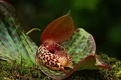 Description de l'image Cypripedium lichiangense.jpg.