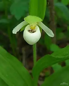 Description de l'image Cypripedium passerinum.jpg.