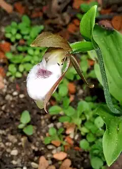 Description de l'image Cypripedium plectrochilum Orchi 154-1.jpg.