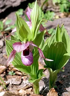 Description de l'image Cypripedium tibeticum Orchi 144.jpg.